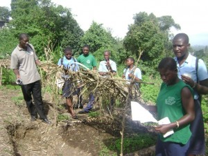 medicinal plants garden green