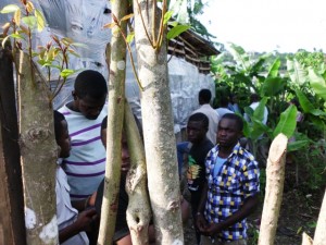 Community Pig Farm2-Green Cameroon