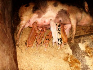 Green Cameroon, Community Pig Farm 1