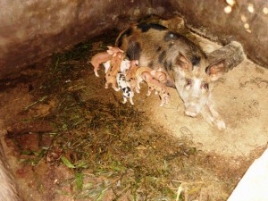 Green Cameroon, Community Pig Farm 2
