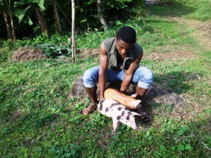 Community Pig Farm.Green Cameroon