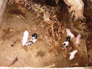 Community pig Farm.Green Cameroon