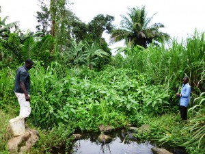 Community Development. Green Cameroon