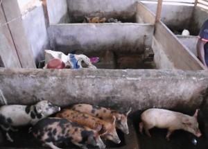 Community Pig Farm-Green Cameroon