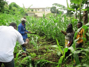 Youths and Agriculture-Green Cameroon