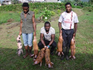 Community Pig Farm.Green Cameroon (1)