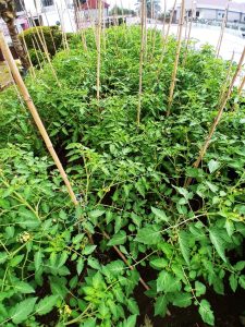 Green Cameroon on World Food Day